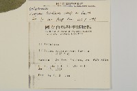 大丁黃藏品圖，第2張