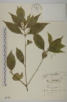 大丁黃藏品圖，第1張