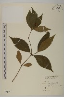 草珊瑚、紅果金粟蘭藏品圖，第1張