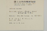 草珊瑚、紅果金粟蘭藏品圖，第2張