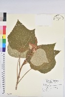 草珊瑚、紅果金粟蘭藏品圖，第3張