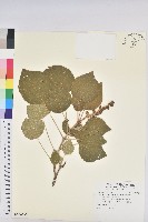 薄葉雞屎樹藏品圖，第1張