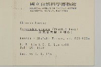 草珊瑚、紅果金粟蘭藏品圖，第2張