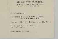 草珊瑚、紅果金粟蘭藏品圖，第2張