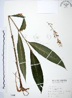 山月桃藏品圖，第1張