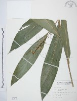 山月桃藏品圖，第1張