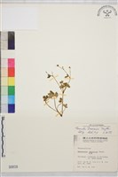 鹿場毛茛藏品圖，第1張