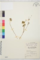 鹿場毛茛藏品圖，第1張