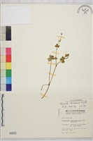 鹿場毛茛藏品圖，第1張