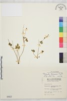 鹿場毛茛藏品圖，第1張