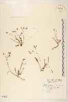 刀傷草藏品圖，第1張