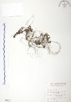 玉山水苦賈藏品圖，第1張