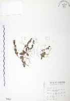 玉山水苦賈藏品圖，第1張