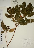 昆欄樹藏品圖，第1張