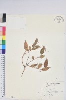 高山白珠樹藏品圖，第1張