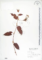 火炭母草、清飯藤藏品圖，第1張