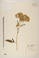 臺灣澤蘭藏品圖，第1張