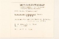 臺灣澤蘭藏品圖，第2張