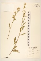 一枝黃花藏品圖，第1張