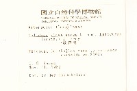 一枝黃花藏品圖，第2張