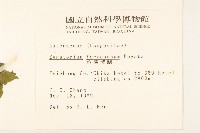 臺灣澤蘭藏品圖，第2張