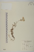 尼泊爾籟簫藏品圖，第1張