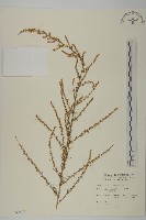 茵蔯蒿藏品圖，第1張