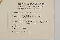 茵蔯蒿藏品圖，第2張