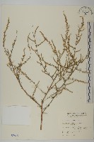 茵蔯蒿藏品圖，第1張