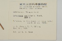 茵蔯蒿藏品圖，第2張