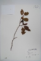 臺灣赤楊、臺灣榿木藏品圖，第1張