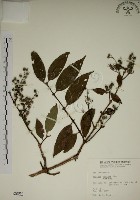 大葉溲疏藏品圖，第1張