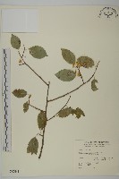 南華南蛇藤，青江藤藏品圖，第1張