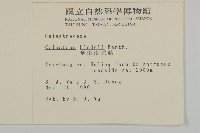 南華南蛇藤，青江藤藏品圖，第2張