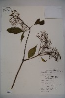 冇骨消藏品圖，第1張