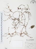 臺灣何首烏藏品圖，第1張