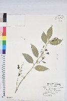 樹杞藏品圖，第1張