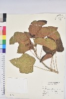 麻瘋樹藏品圖，第1張