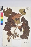 麻瘋樹藏品圖，第1張