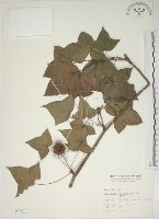 楓香、楓樹藏品圖，第1張