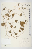 野牽牛藏品圖，第1張