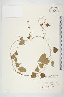 野牽牛藏品圖，第1張