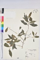 日本五月茶、南投五月茶藏品圖，第1張