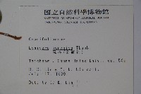 忍冬、金銀花藏品圖，第2張