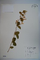 忍冬、金銀花藏品圖，第1張