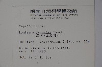 忍冬、金銀花藏品圖，第2張