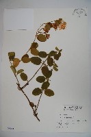 忍冬、金銀花藏品圖，第1張