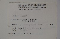 忍冬、金銀花藏品圖，第2張