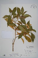 南洋馬蹄花藏品圖，第1張