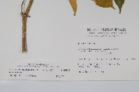 南洋馬蹄花藏品圖，第2張